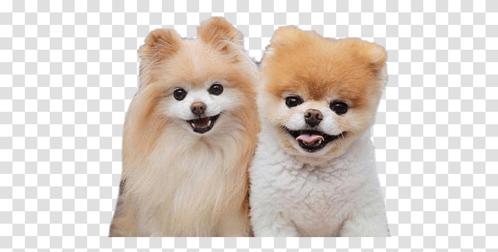 Real Cute Dogs, Puppy, Pet, Canine, Animal Transparent Png