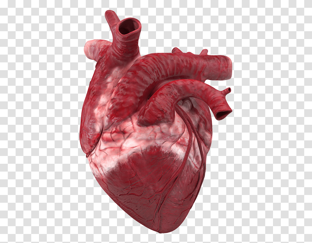 Real Diagram Of Heart, Mouth, Lip, Throat, Flamingo Transparent Png