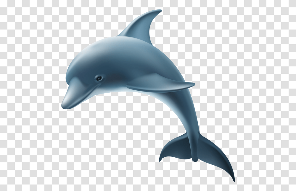 Real Dolphin Background, Mammal, Sea Life, Animal, Bird Transparent Png