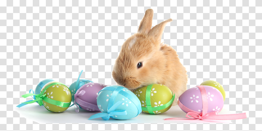 Real Easter Eggs Easter Bunny And Eggs, Animal, Mammal, Rodent, Rabbit Transparent Png