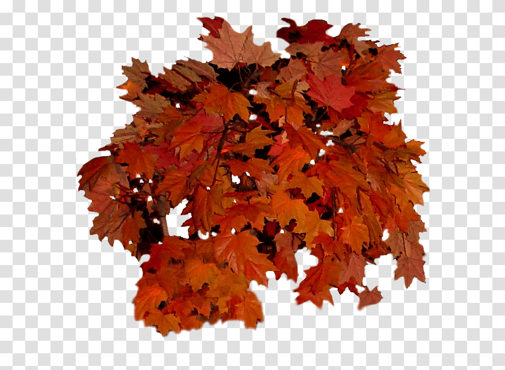 Real Fall Leaves Picture 613270 Real Fall Leaves, Leaf, Plant, Tree, Maple Transparent Png