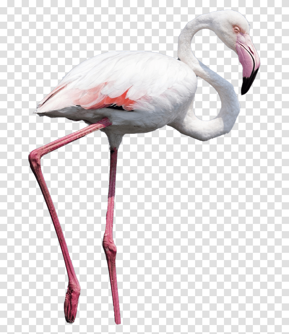 Real Flamingo Photos Flamingo, Bird, Animal, Beak Transparent Png