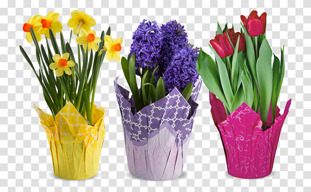 Real Flower Bouquet, Plant, Blossom, Flower Arrangement, Daffodil Transparent Png