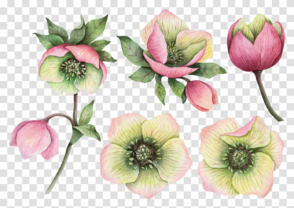 Real Flower Images Real Flower, Plant, Petal, Acanthaceae, Bud Transparent Png