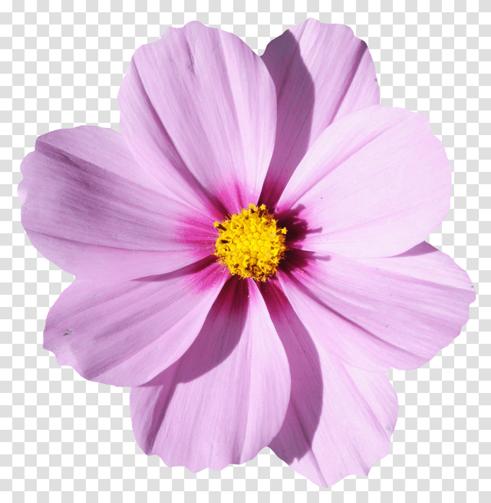 Real Flower, Pollen, Plant, Petal, Blossom Transparent Png