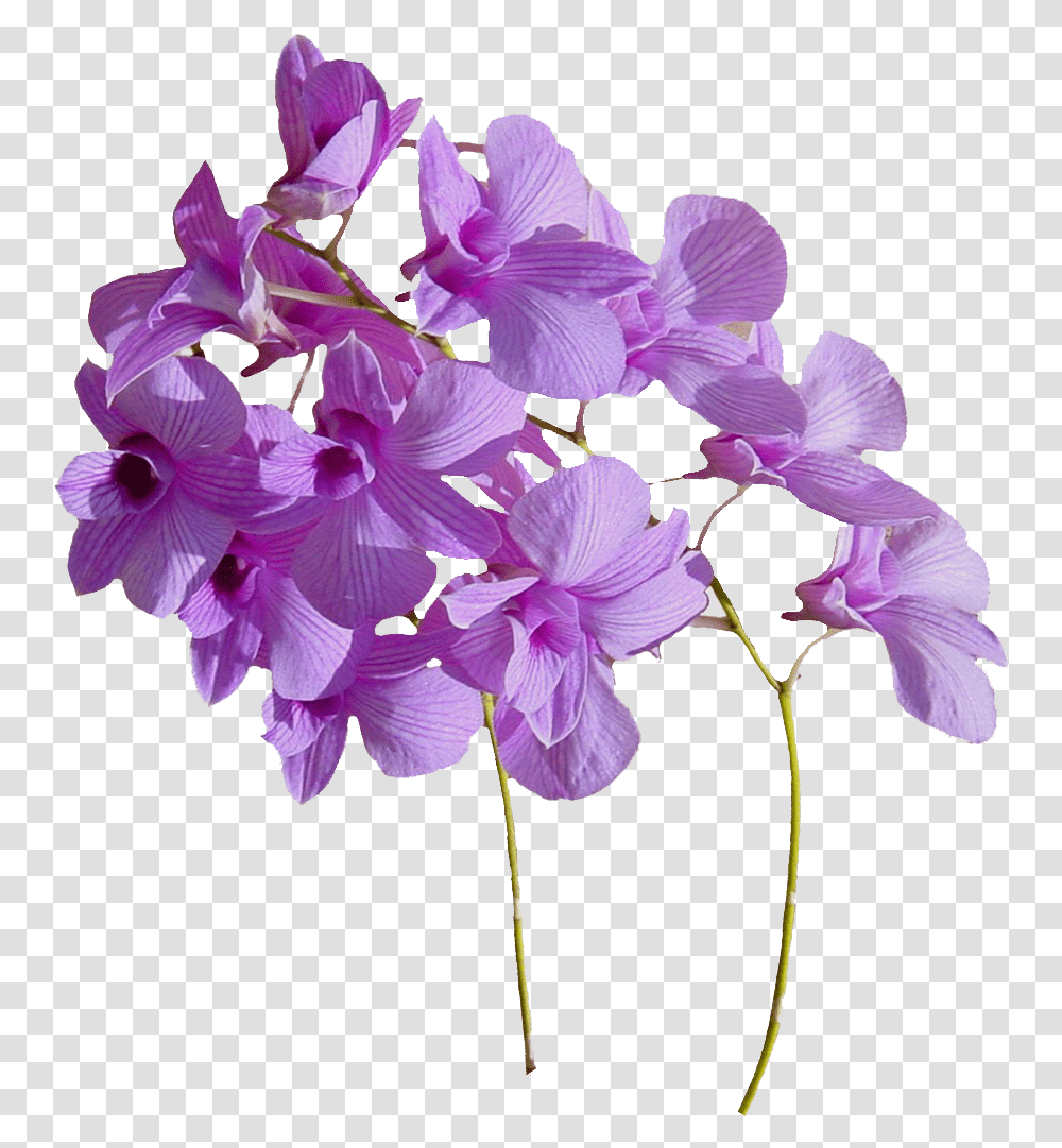 Real Flowers Download Real Flowers, Geranium, Plant, Blossom, Orchid Transparent Png