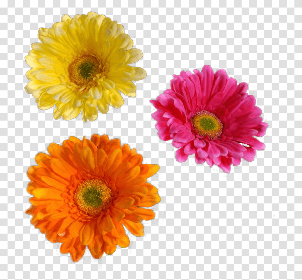 Real Flowers Flower Cut Out, Plant, Petal, Anther, Daisy Transparent Png