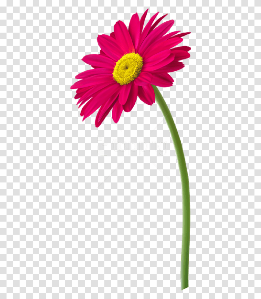 Real Flowers Flower With Pot, Plant, Blossom, Daisy, Daisies Transparent Png