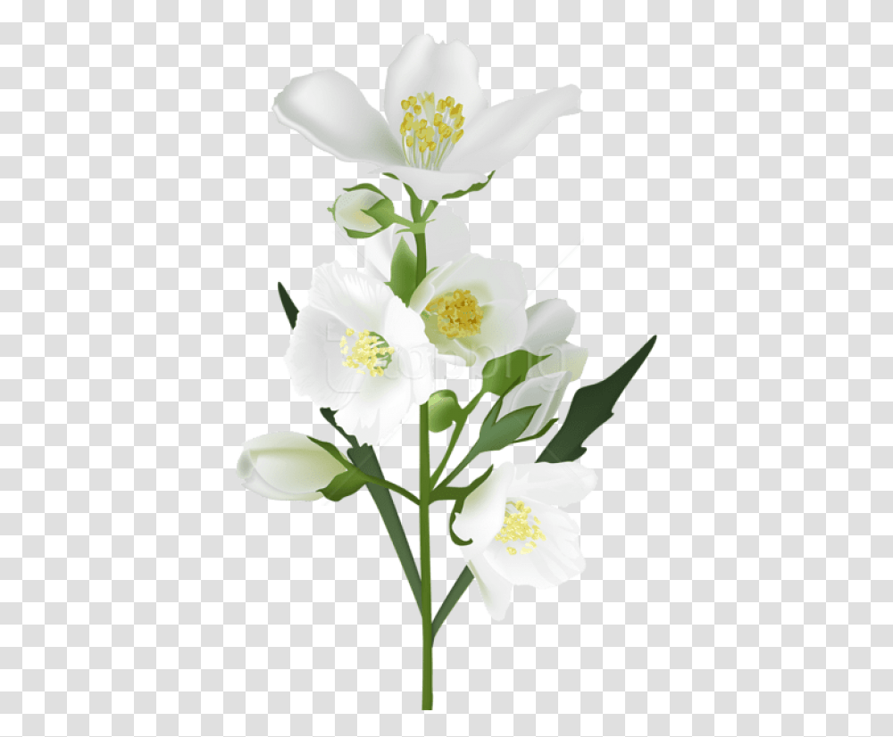 Real Flowers, Plant, Anemone, Blossom, Anther Transparent Png