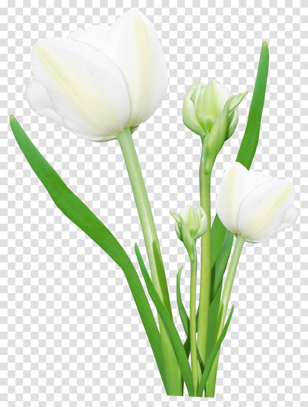 Real Flowers, Plant, Blossom, Tulip, Petal Transparent Png