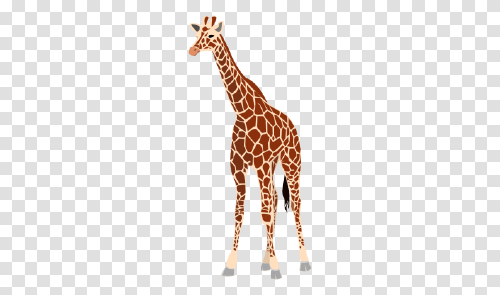 Real Giraffe Giraffe Clipart, Wildlife, Mammal, Animal Transparent Png