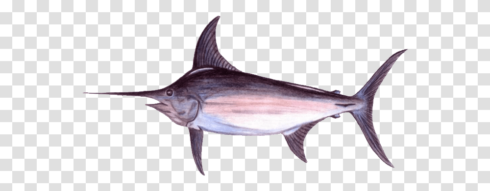 Real Good Fish Atlantic Blue Marlin, Animal, Swordfish, Sea Life, Bird Transparent Png