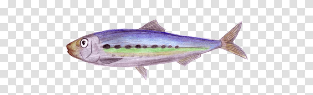 Real Good Fish Escolar, Coho, Animal, Tuna, Sea Life Transparent Png