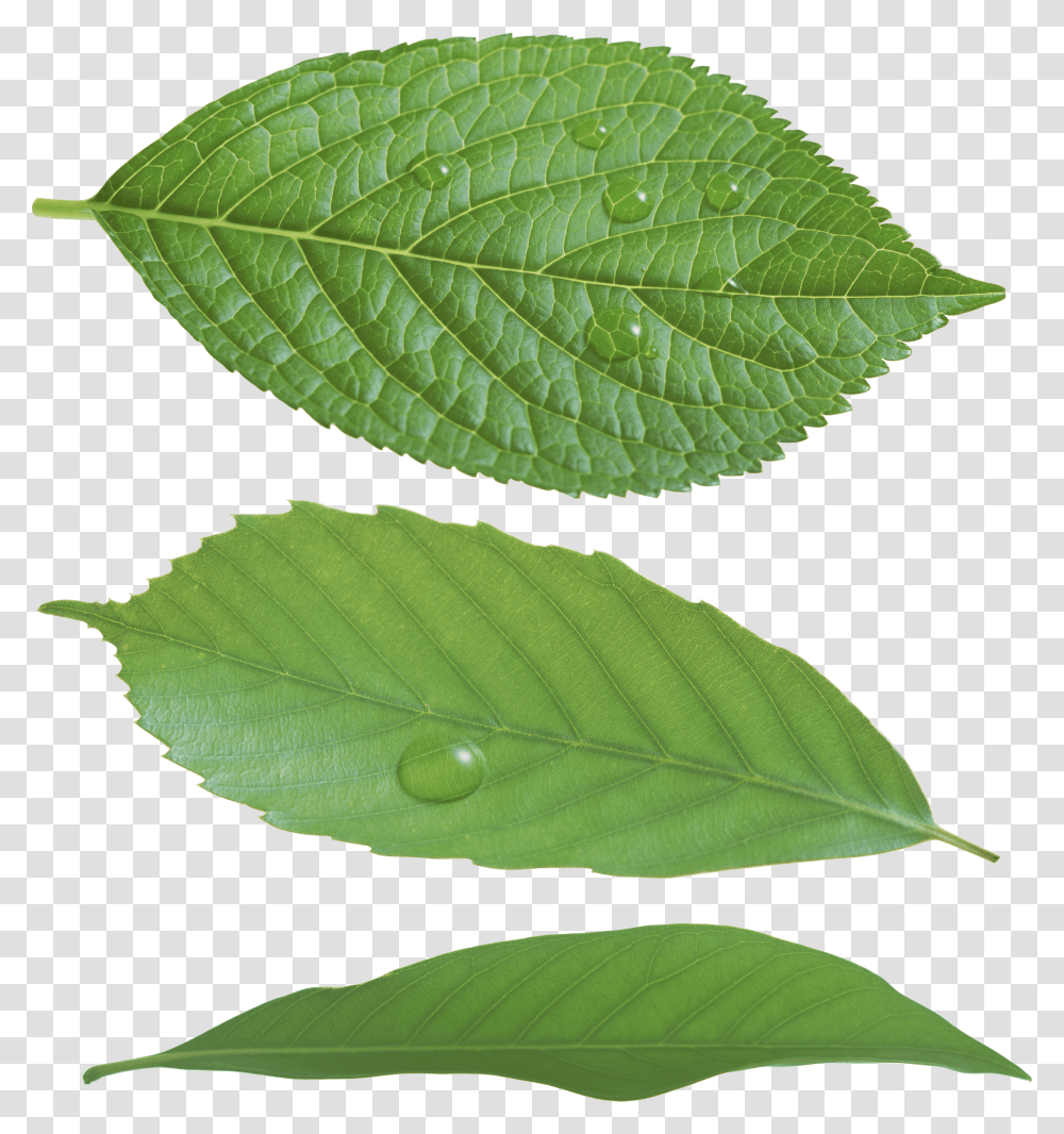 Real Green Leaf, Plant, Veins, Annonaceae, Tree Transparent Png