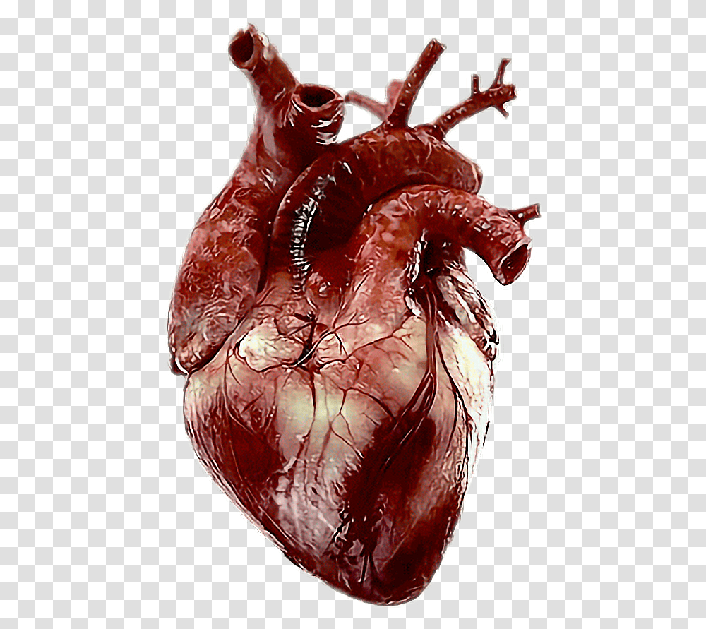Real Heart Collections Human Real Heart, Chicken, Poultry, Fowl, Bird Transparent Png