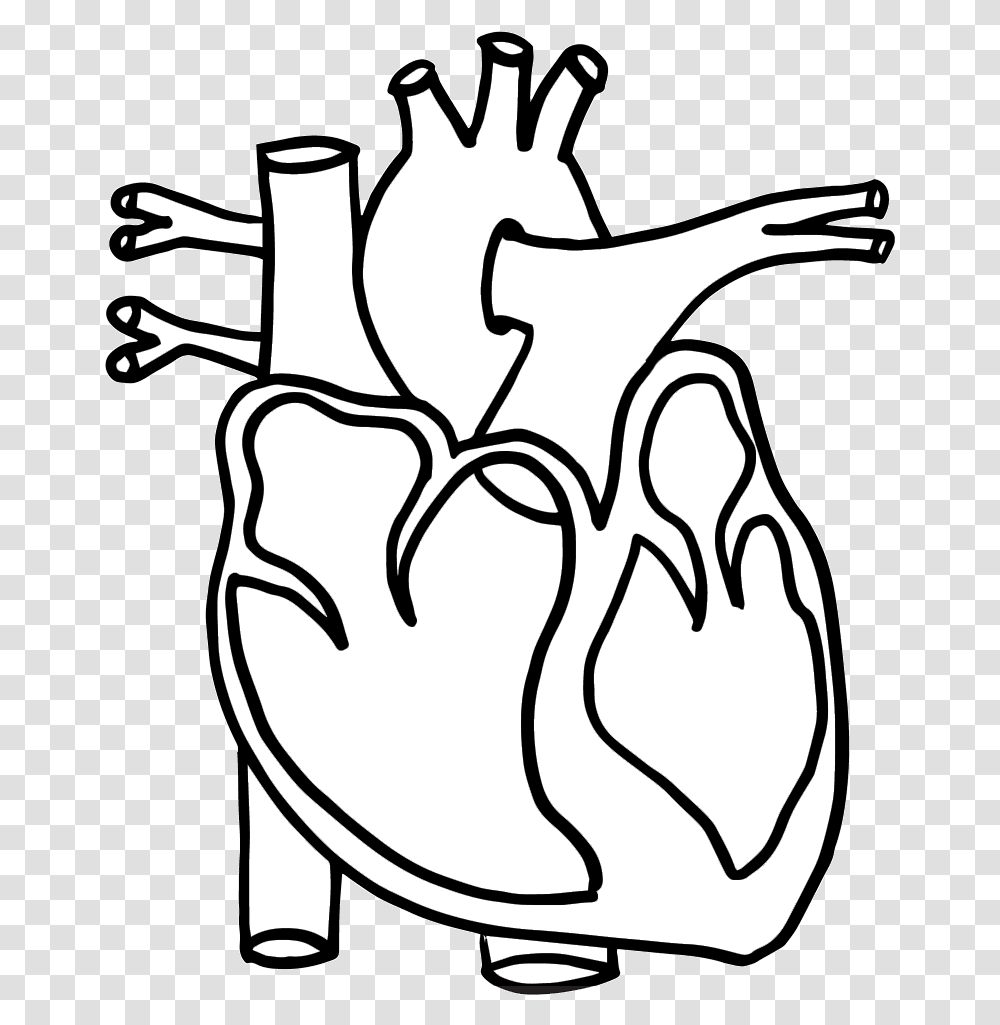 Real Heart Human Clipart Clipartbarn Wikiclipart Circulatory System Aqa, Stencil, Hand, Antelope, Animal Transparent Png