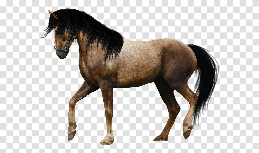 Real Horse, Mammal, Animal, Stallion, Colt Horse Transparent Png