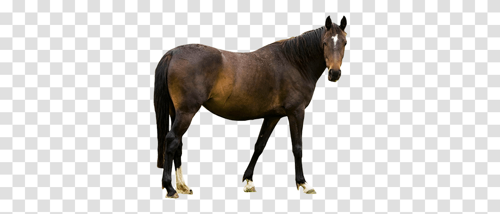 Real Horse Standing 2 Farm Animals With White Background, Mammal, Colt Horse, Stallion, Andalusian Horse Transparent Png