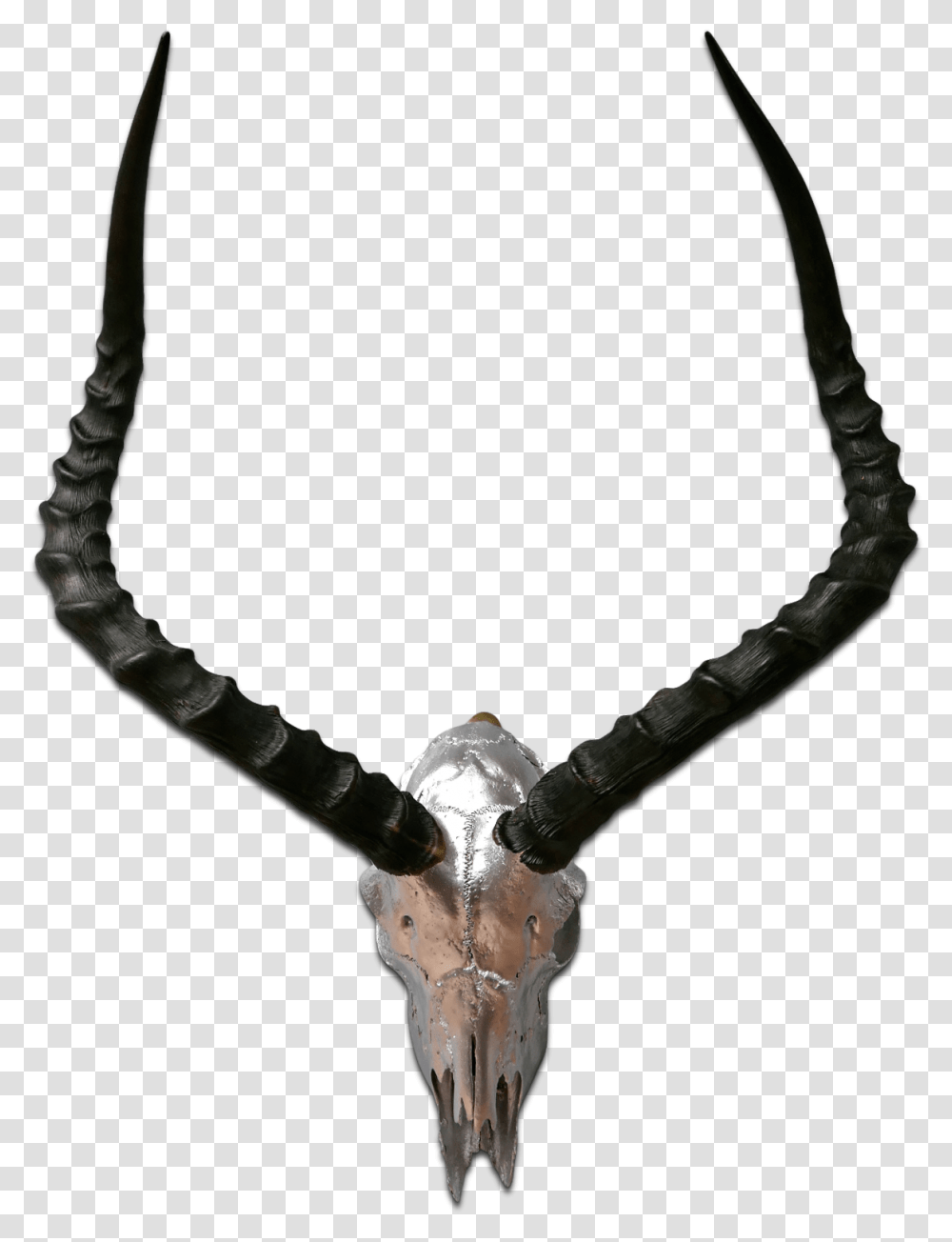 Real Impala Skull Silver Spray Painted African Antelope Antelope Horns, Animal, Mammal, Antler, Wildlife Transparent Png