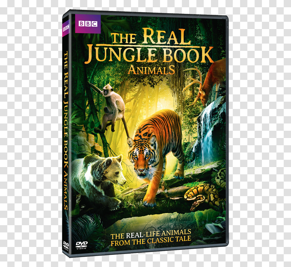 Real Jungle Book Bbc, Tiger, Wildlife, Mammal, Animal Transparent Png