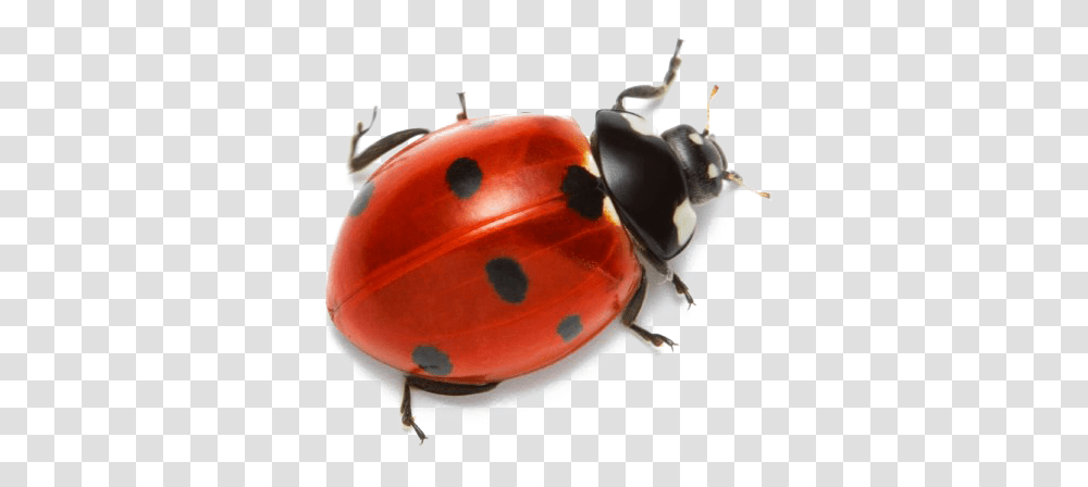 Real Ladybug Background, Helmet, Apparel, Animal Transparent Png