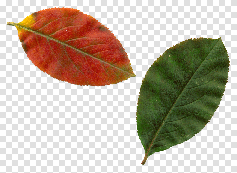 Real Leaf Clipart, Plant, Veins Transparent Png