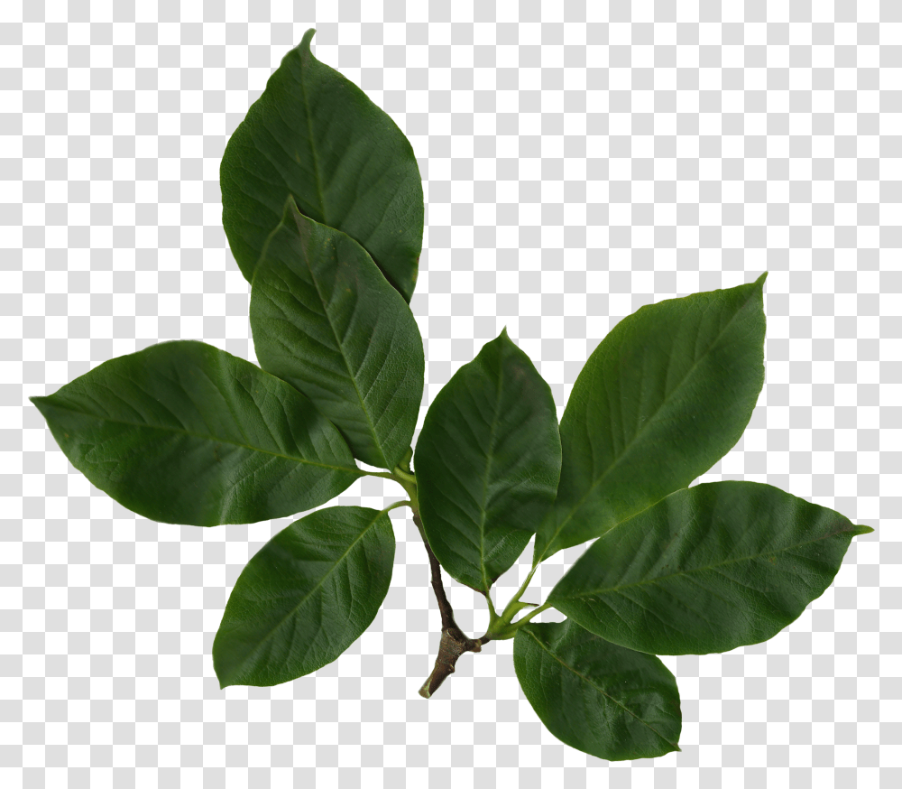 Real Leaves, Leaf, Plant, Annonaceae, Tree Transparent Png