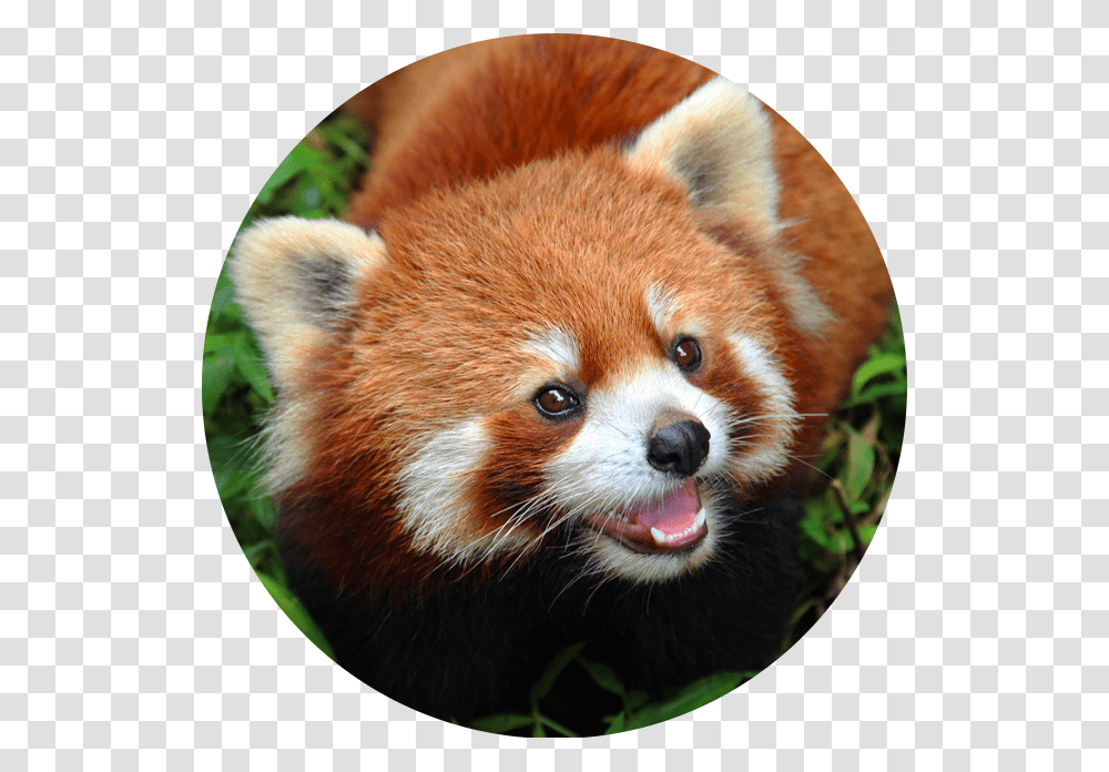 Real Life Colorful Animals, Mammal, Dog, Pet, Canine Transparent Png