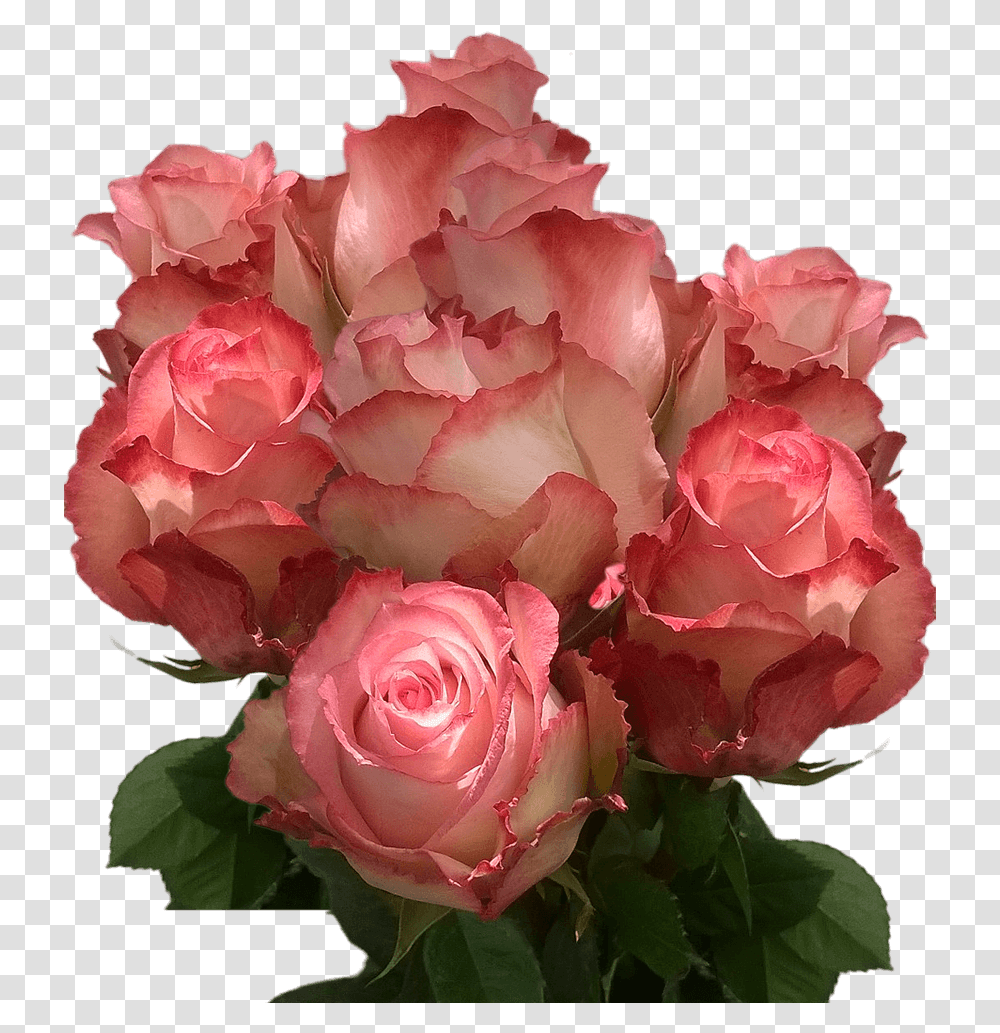 Real Light Peach Roses Cheap Cut Roses Fresh Flowers, Plant, Blossom, Flower Bouquet, Flower Arrangement Transparent Png