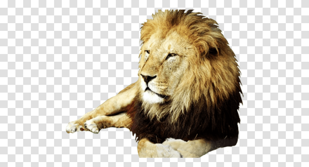 Real Lion Clip Art, Wildlife, Mammal, Animal, Dog Transparent Png