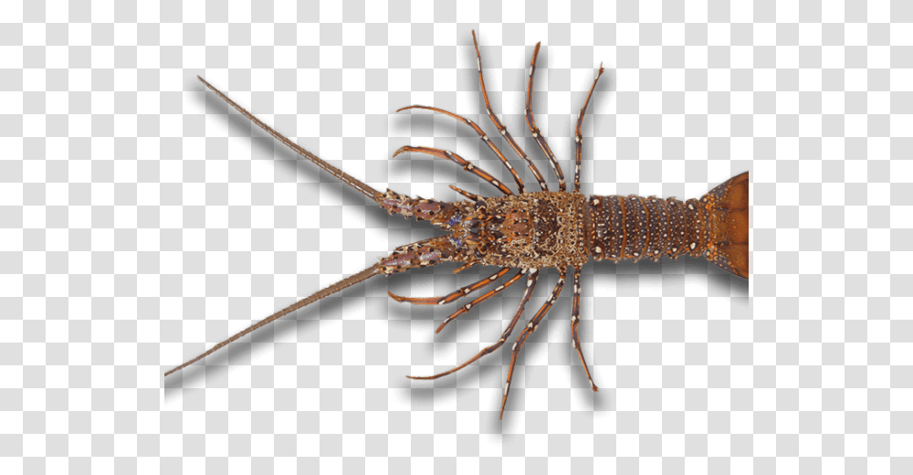 Real Lobster, Crawdad, Seafood, Sea Life, Animal Transparent Png