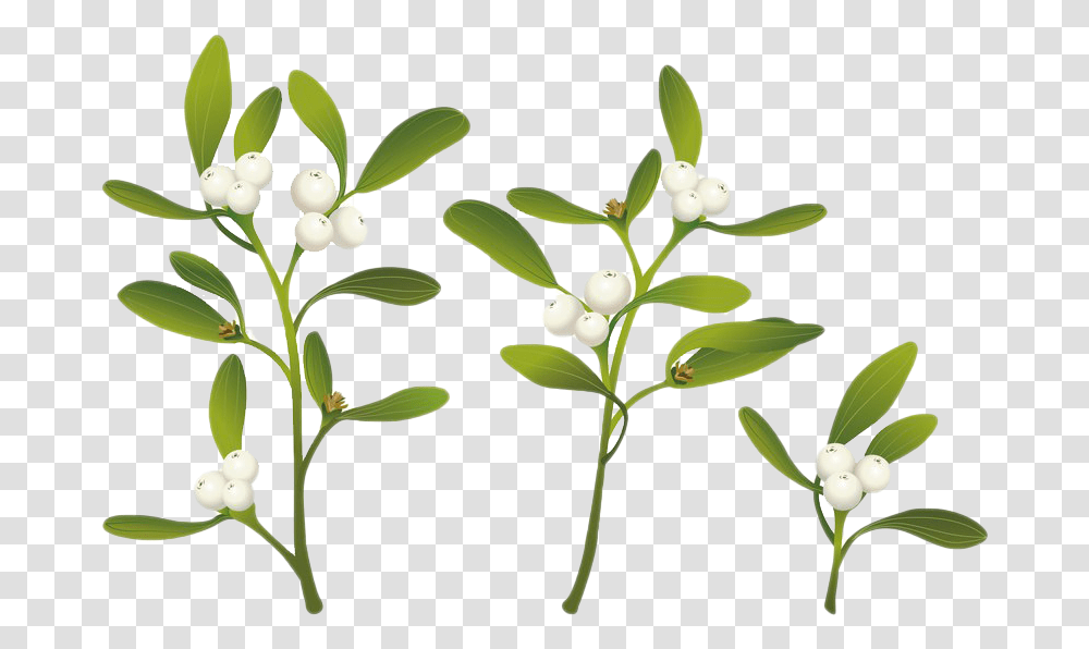 Real Mistletoe Clipart Plant Real Mistletoe, Flower, Food, Leaf, Green Transparent Png