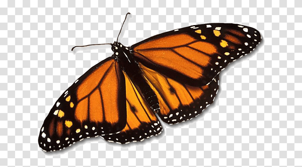 Real Monarch Butterfly, Insect, Invertebrate, Animal Transparent Png