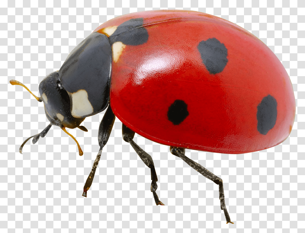 Real Monkey Ladybug, Insect, Invertebrate, Animal, Dung Beetle Transparent Png