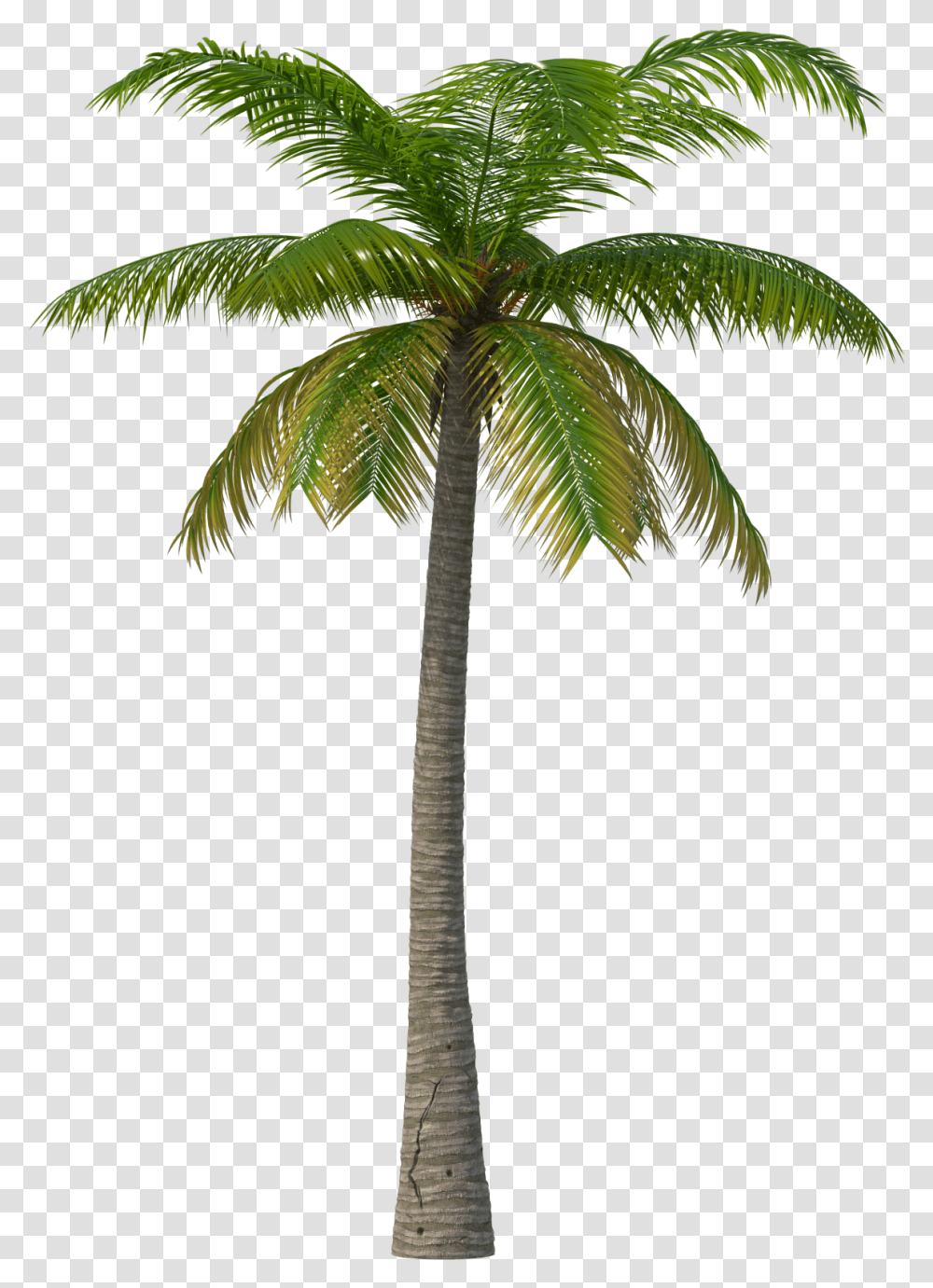 Real Palm Tree Hd Background Palm Tree, Plant, Arecaceae, Cross, Symbol Transparent Png