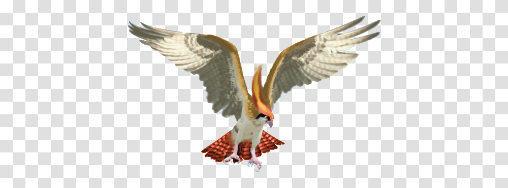 Real Pidgeot By Cyndermizuki Bird Of Prey Wings 600x458 Osprey Bird, Flying, Animal, Hawk, Accipiter Transparent Png