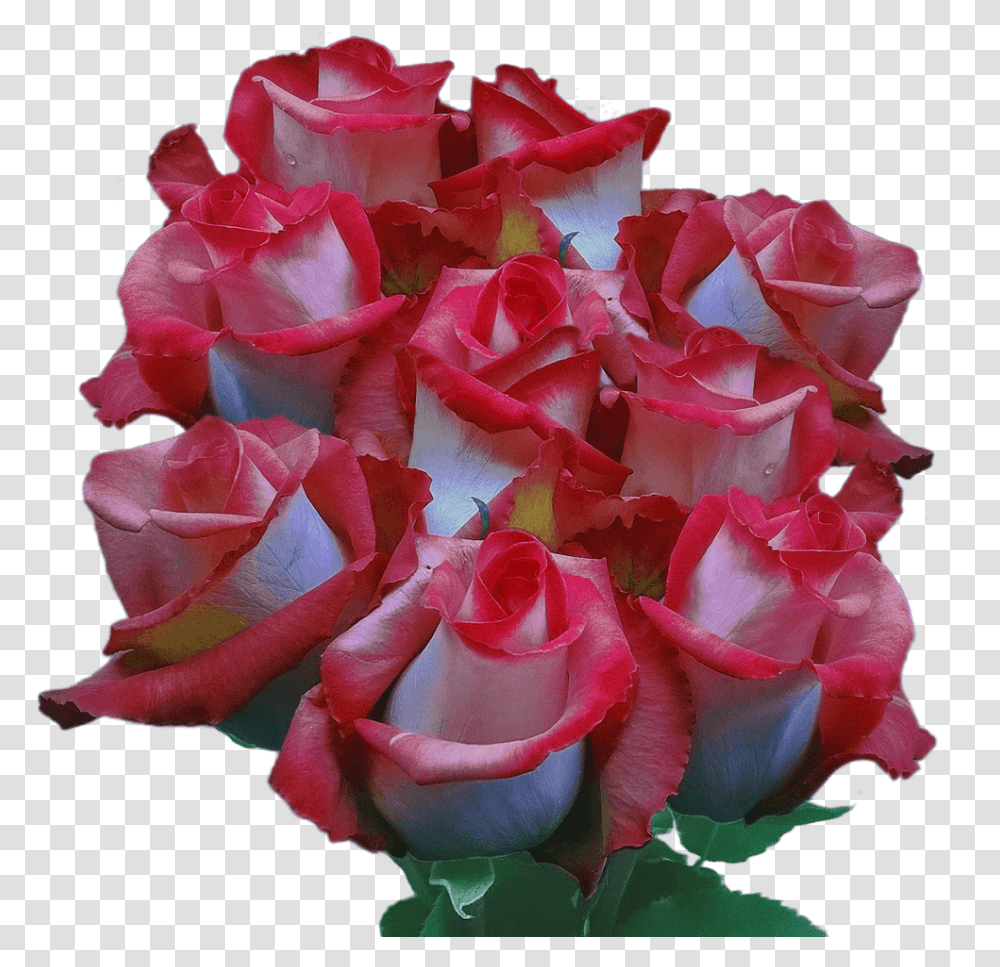 Real Pink Ecuadorian Roses Multicolored Blooms Fundraiser Garden Roses, Plant, Flower, Blossom, Flower Bouquet Transparent Png