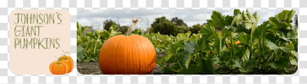 Real Pumpkin Pumpkin In A Field, Plant, Vegetable, Food, Produce Transparent Png