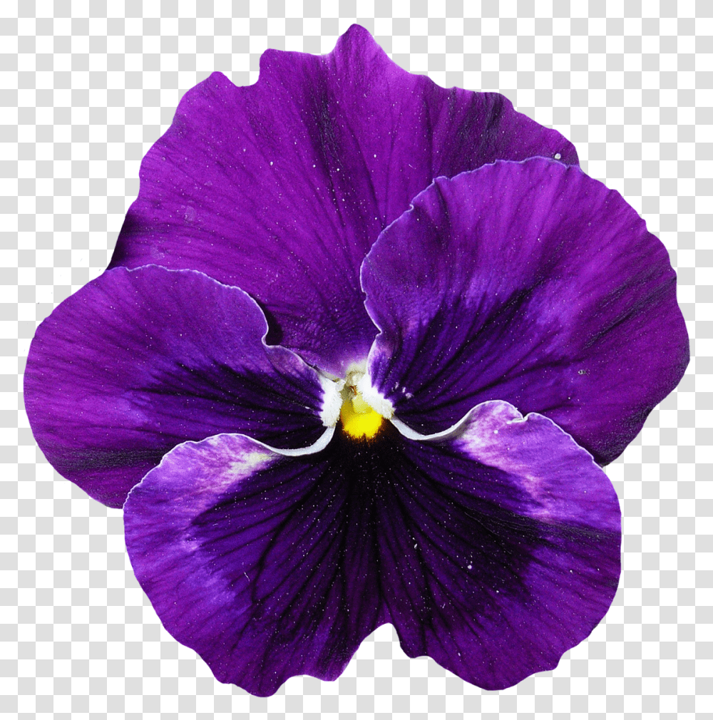 Real Purple Flower, Plant, Blossom, Pansy, Geranium Transparent Png