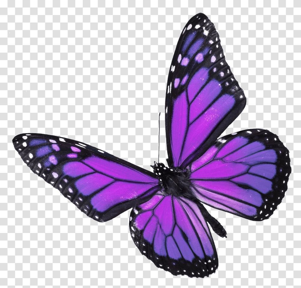 Real Purple Monarch Butterfly, Insect, Invertebrate, Animal Transparent Png