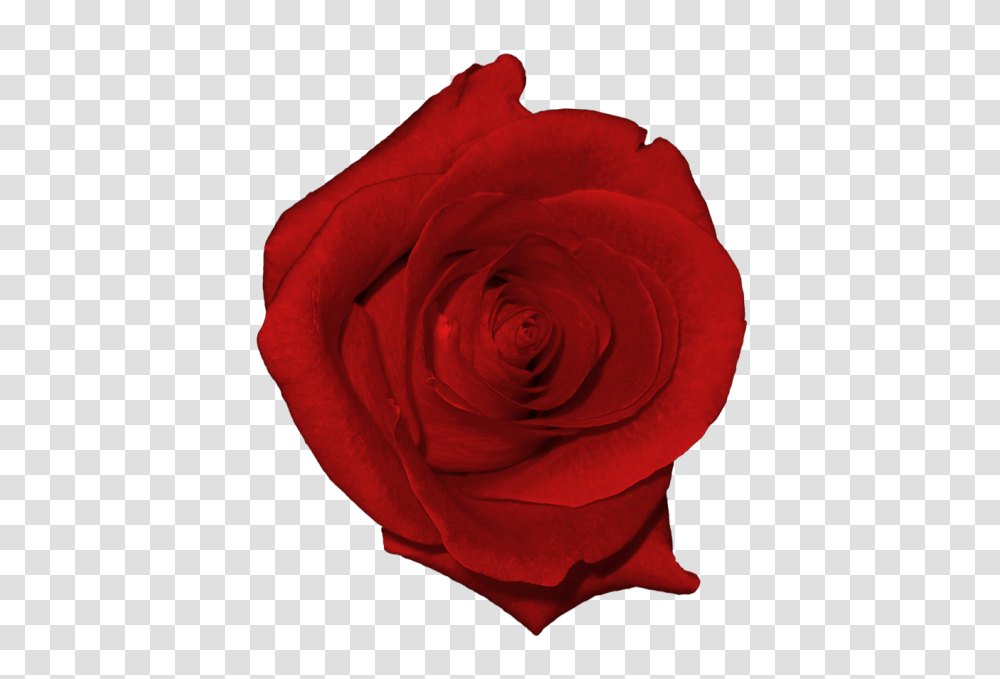 Real Red Rose, Flower, Plant, Blossom, Petal Transparent Png