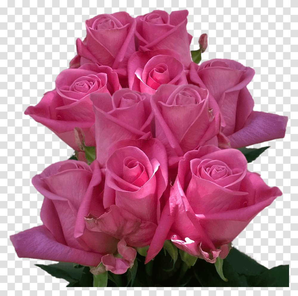 Real Roses Dark Purple Colors Roses Flowers Cheap 50 Real Rose Flower, Plant, Blossom, Flower Bouquet, Flower Arrangement Transparent Png