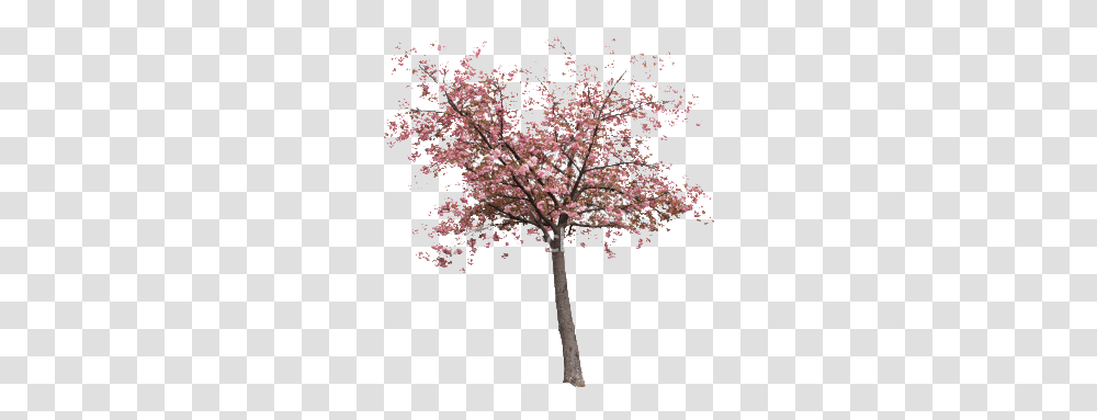 Real Sakura Tree Image Real Sakura Tree, Plant, Cross, Symbol, Flower Transparent Png