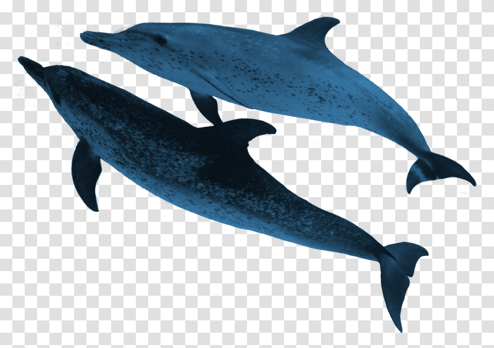 Real Sea Animals Marine Animals, Sea Life, Mammal, Dolphin, Shark Transparent Png
