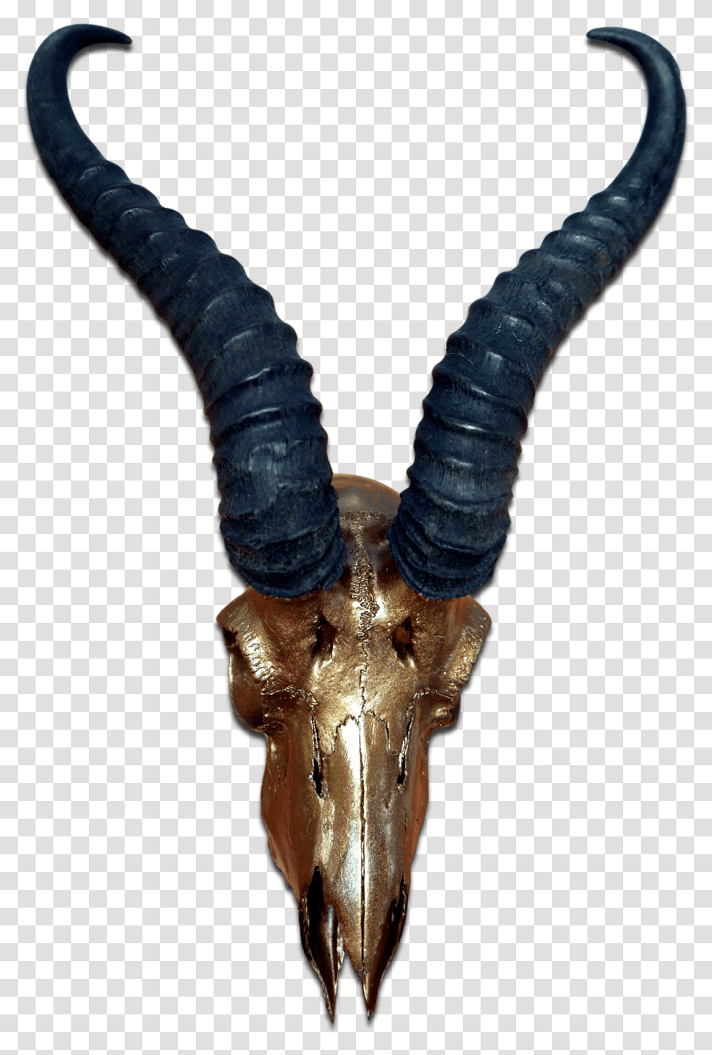 Real Springbok Skull Bronze Spray Painted African Antelope Antelope Horns, Animal, Mammal, Wildlife, Person Transparent Png