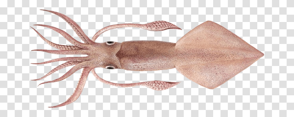 Real Squid Hd Quality Sotong, Seafood, Sea Life, Animal, Lizard Transparent Png