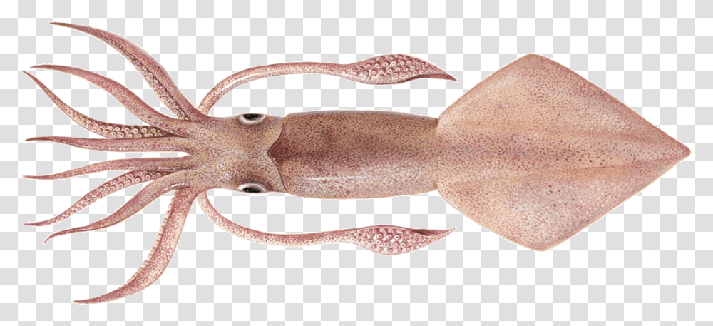 Real Squid, Seafood, Sea Life, Animal, Snake Transparent Png