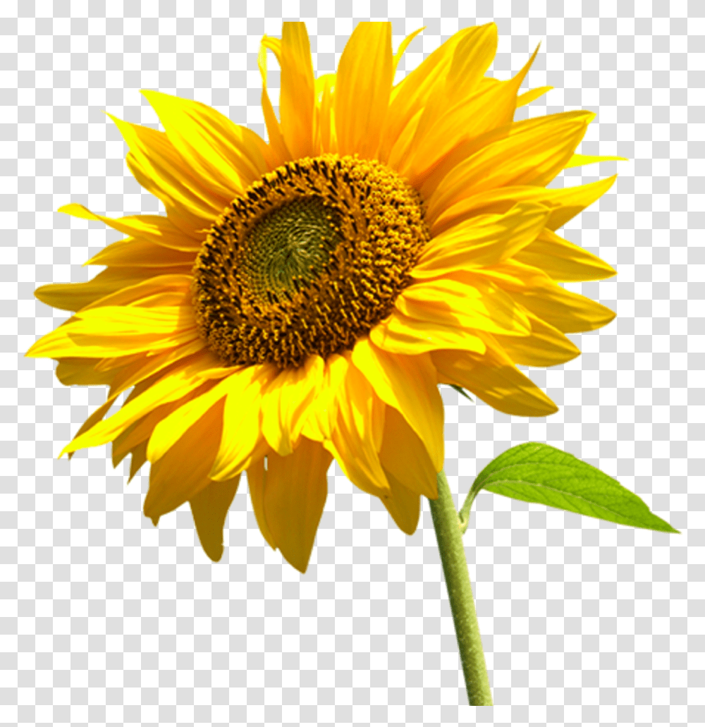 Real Sunflower Background, Plant, Blossom Transparent Png