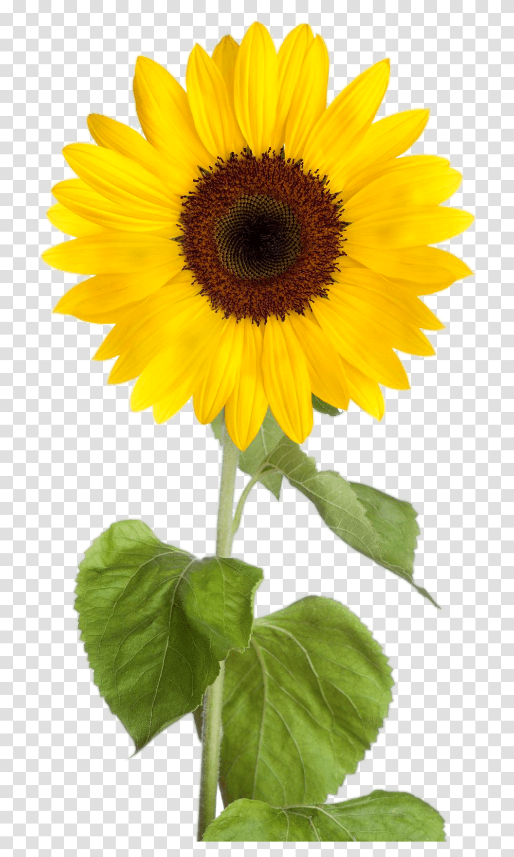 Real Sunflower Clipart Sunflower Clipart Background, Plant, Blossom Transparent Png