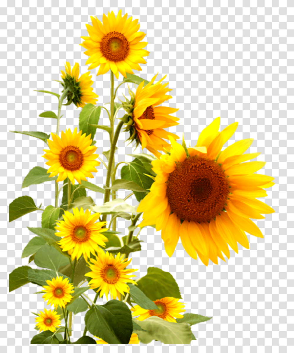 Real Sunflower Images Background Sunflower, Plant, Blossom, Daisy, Daisies Transparent Png